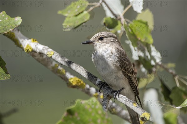 Spotted Flycatcher