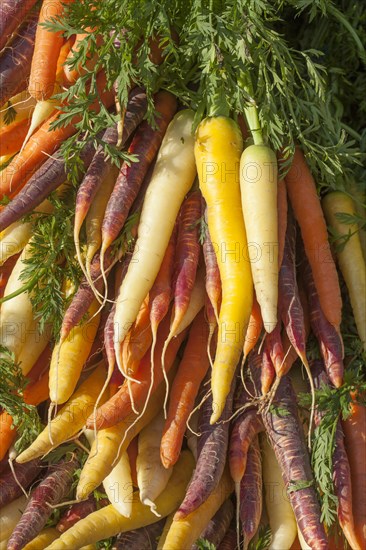 Colourful carrots