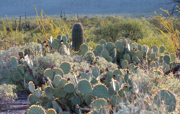 Landscape with cacti