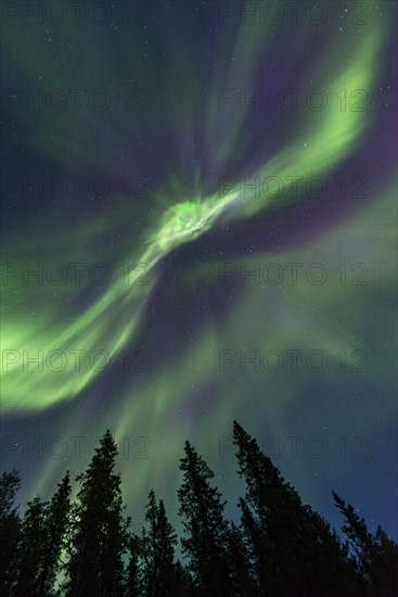 Northern Lights or Aurora Borealis above trees