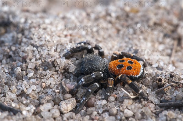 Ladybird Spider