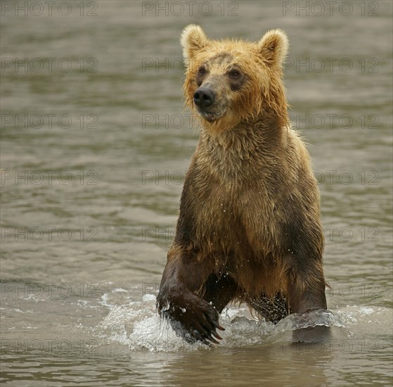 Brown bear