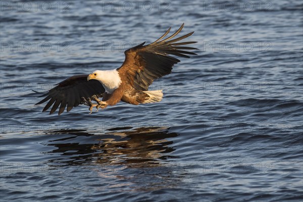 African fish eagle