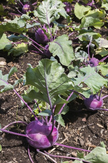 Kohlrabis