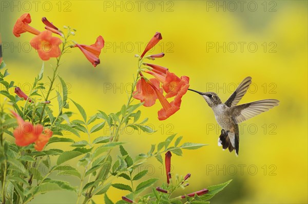 Ruby-throated Hummingbird