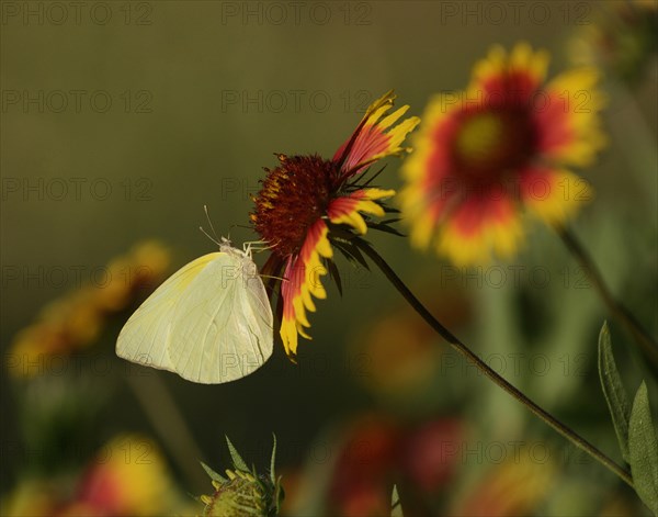 Lyside Sulphur