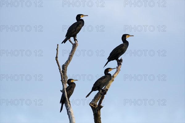 Cormorants