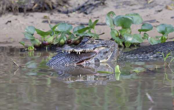 Yacare caiman