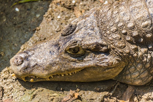 Yacare caiman