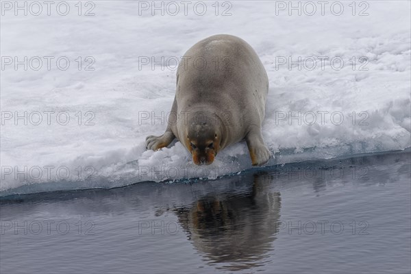 Bearded Seal