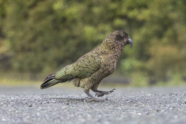 Kea