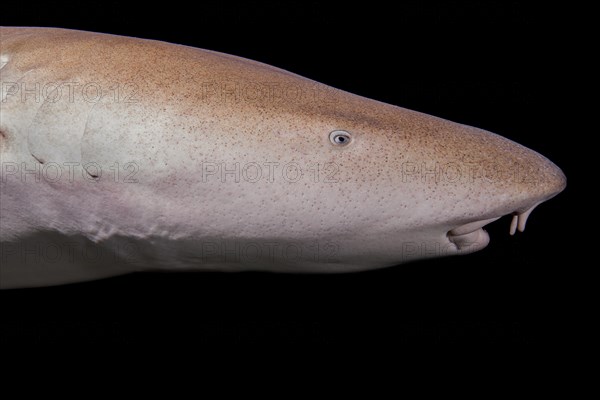 Portrait of Tawny nurse shark