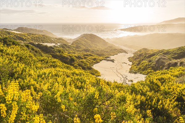 Yellow Lupines