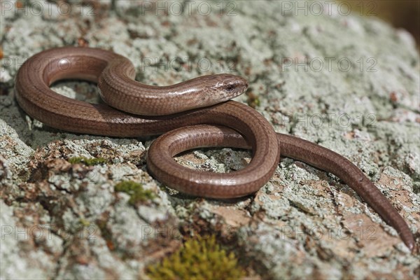 Slow worm