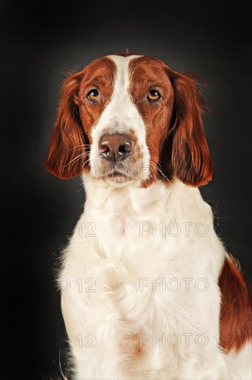 Irish Red and White Setter