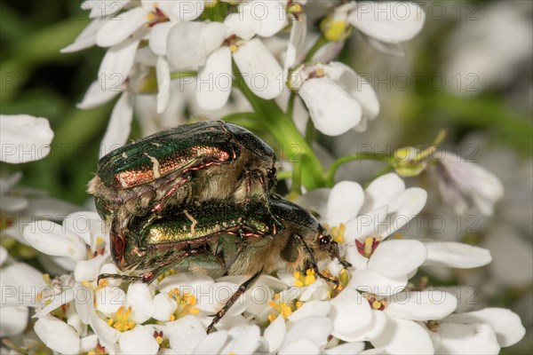 Rose chafers