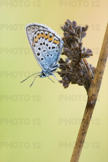 Silver-studded blue