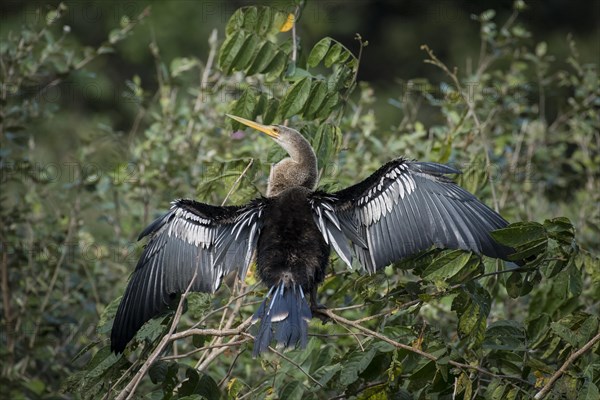 Anhinga or Water Turkey