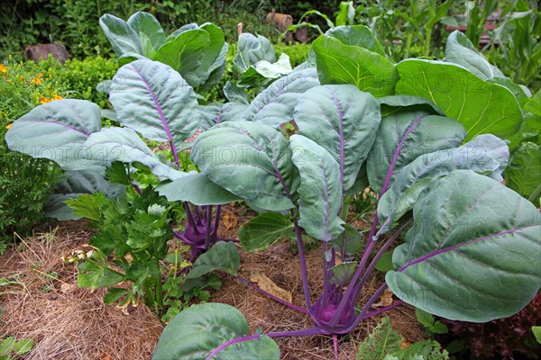 Kohlrabi