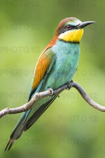 European bee-eater