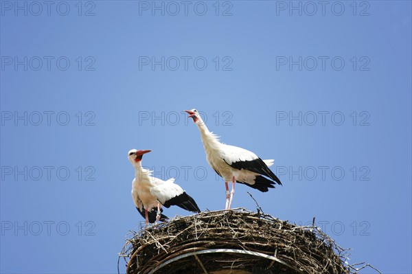 White stork