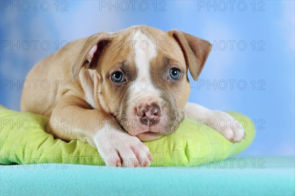 American Staffordshire Terrier