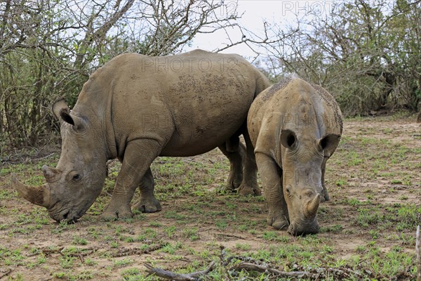 White rhinoceroses