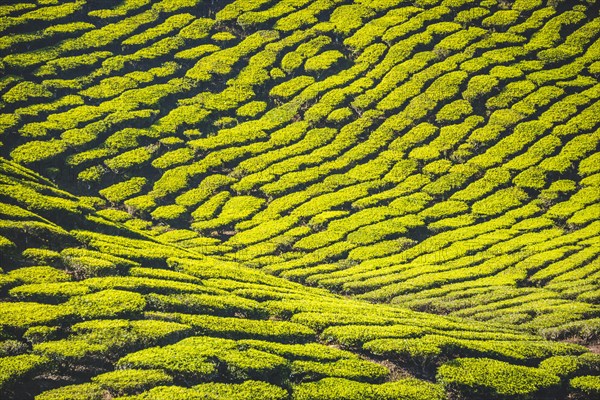 Hill with tea plantations