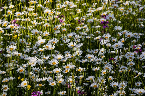 Sea of blossoms