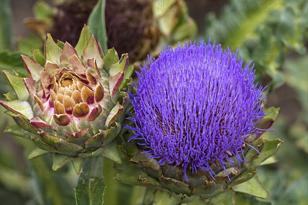 Flower and fruit of a artichoke