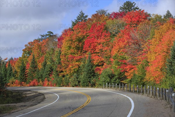 Road through autumn forest