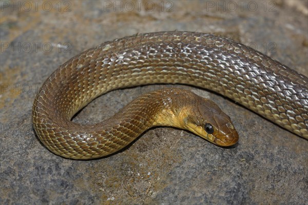 Aesculapian snake