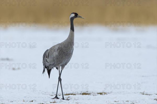 Common or Eurasian crane