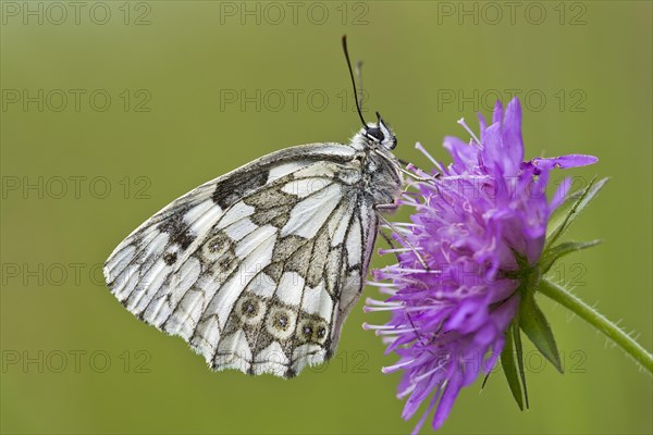 Marbled white