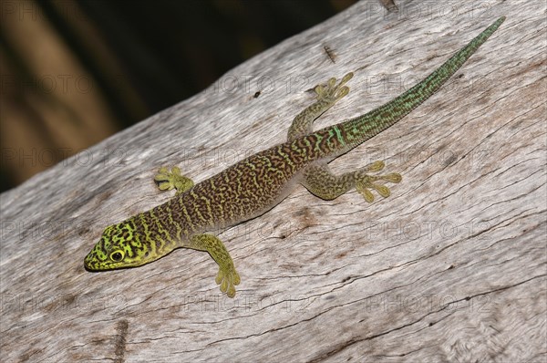 Standing's day gecko