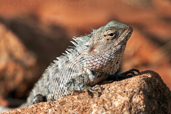 Oriental garden lizard