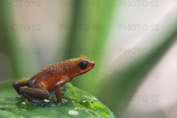 Strawberry poison-dart frog