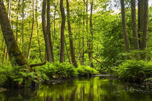 Streambed of The Schlaube River with ferns