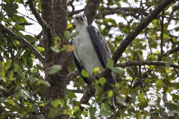 White-bellied or white-breasted sea eagle