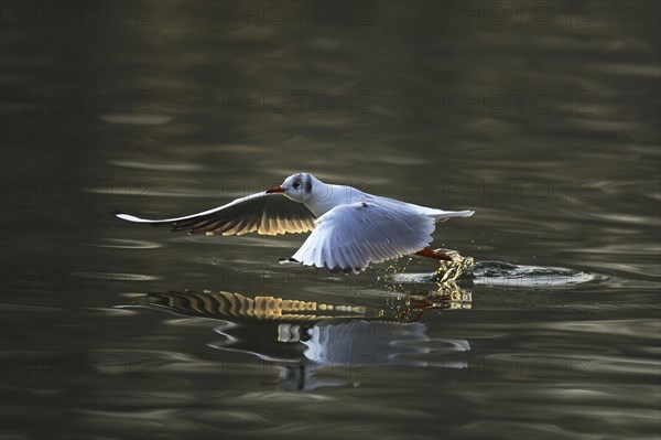 Black-headed gull