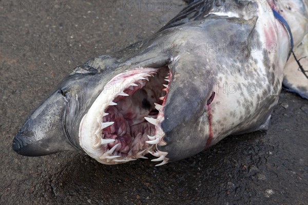 Longfin mako shark