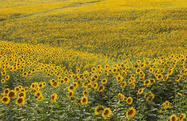 Sunflowers