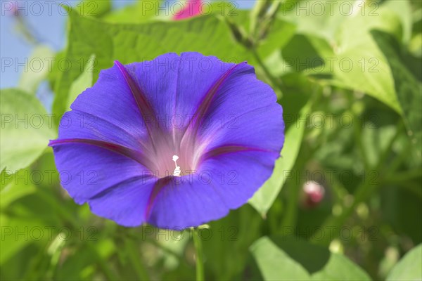 Grannyvine or morning glory