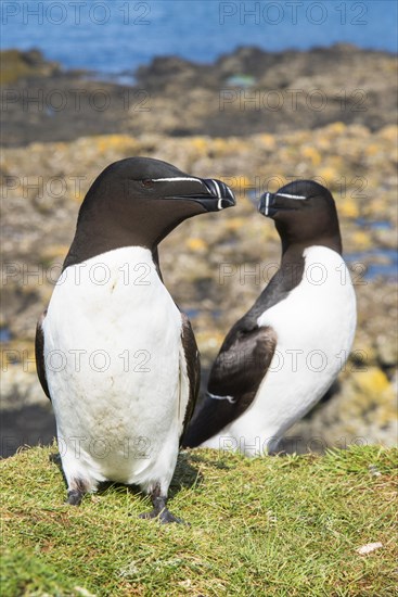 Razorbill