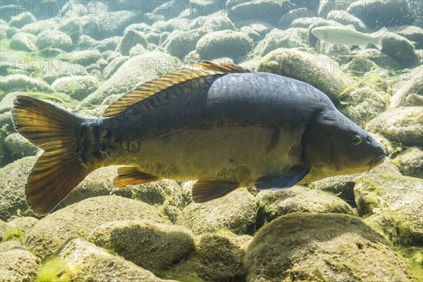 Mirror carp
