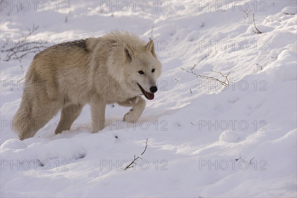 Arctic Wolf