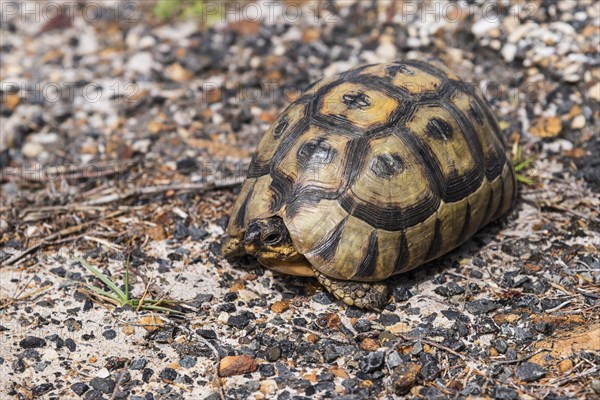 Angulate Tortoise