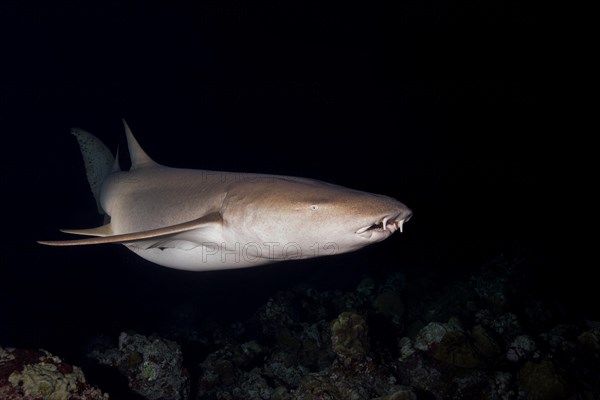 Tawny nurse sharks