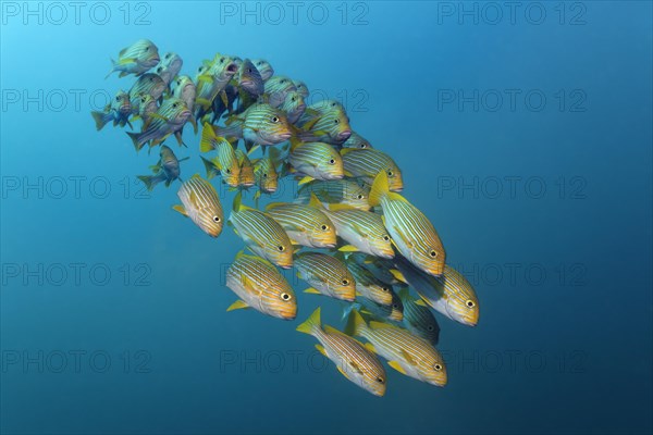 Yellow-ribbon sweetlips