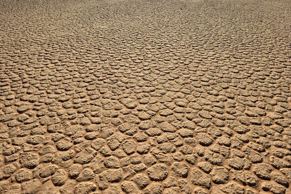 Cracked mud patterns on the playa